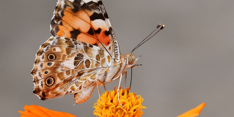 Moeten vlinderpull-ups echt als pull-ups worden beschouwd?